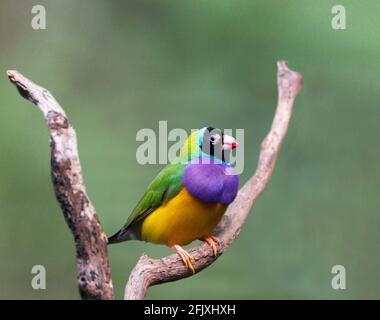 Ein Gouldischer Finch (Erythrura gouldiae oder Chloebia gouldiae) Ist ein farbenfroher Singvögel, der in Australien beheimatet ist Stockfoto