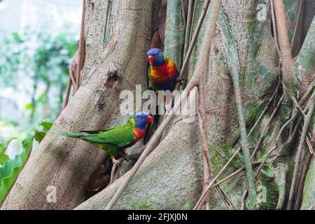 Regenbogenlorikeets (Trichoglossus moluccanus) Sind eine Papageienart, die in Australien vorkommt Stockfoto