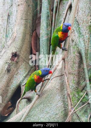 Vertikale Ansicht von Rainbow Lorikeets (Trichoglossus moluccanus), einer Papageienart, die in Australien gefunden wird Stockfoto