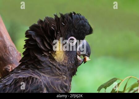 Nahaufnahme einer Schwarzschwanz-Kakadu-Fütterung (Calyptorhynchus funereus), Australien Stockfoto