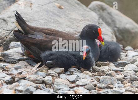 Dusky Moorhen (Gallinula tenebrosa) mit Küken, Far North Queensland, FNQ, QLD, Australien Stockfoto