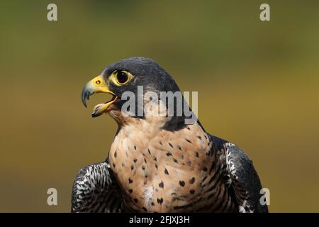 Peregrine Falcon Greifvogelkopf aus der Nähe Stockfoto