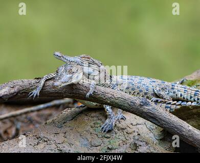 Zwei Babies-Salzwasser-Krokodile (Crocodylus porosus), die sich auf einem Baumstamm sonnen, Daintree River, Daintree National Park, Far North Queensland, FNQ, Q Stockfoto