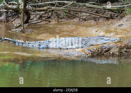 Ein erwachsenes Salzwasser-Krokodil (Crocodylus porosus), das sich am Flussufer, am Daintree River, im Daintree National Park und im Far North Queensland sonnen kann Stockfoto
