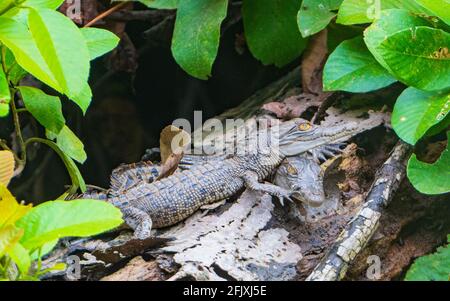 Zwei Babies-Salzwasser-Krokodile (Crocodylus porosus), die sich auf einem Baumstamm sonnen, Daintree River, Daintree National Park, Far North Queensland, FNQ, Q Stockfoto