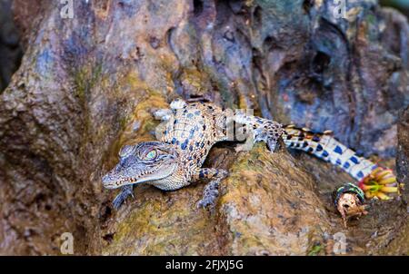 Ein Baby-Salzwasser-Krokodil (Crocodylus porosus), das sich auf einem Baumstamm sonnen, Daintree River, Daintree National Park, Far North Queensland, FNQ, QLD, Austr Stockfoto