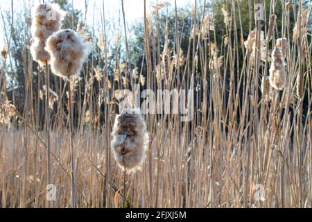 Selektiver Fokus der Rohrschweine - Typha latifolia - bei Sonnenuntergang In einem Feuchtgebiet Stockfoto