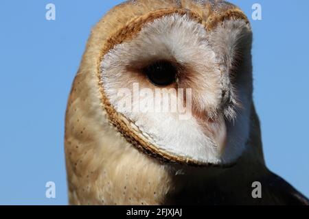 Scheune Eule Greifvögel Gesicht Nahaufnahme vor blauem Hintergrund Stockfoto