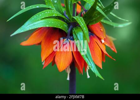 Krone kaiserliche Blume - Fritillaria imperialis oder Kaiserkrone, Nahaufnahme Stockfoto