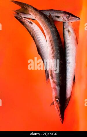 Gruppe von Barrakuda-Fischen auf orangefarbenem Hintergrund isoliert. Stockfoto