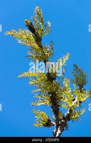 Europäische Esche, Fraxinus excelsior Knospe Frühlingsblüte Gemeine Esche Stockfoto