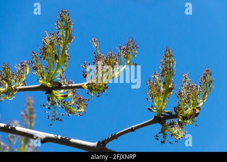 Europäische Asche, Fraxinus excelsior Stockfoto