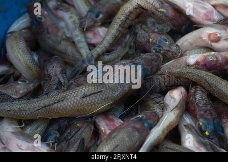 Kritzelter Ziegenfisch zum Verkauf auf dem Fischmarkt. Stockfoto