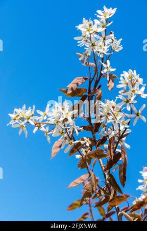 Amelanchier lamarckii, Snowy mespilus Juneberry serviceberry Stockfoto