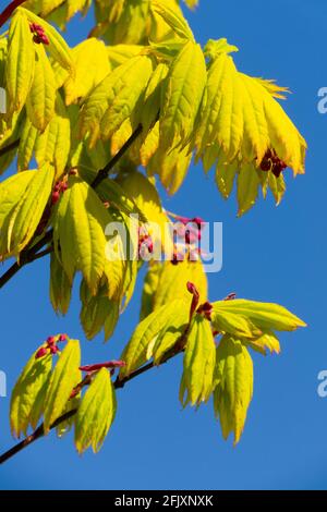 Acer shirasawanum 'Jordan' japanischer Ahornbaum Stockfoto