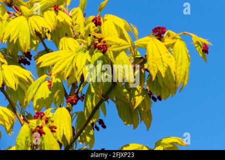 Acer shirasawanum 'Jordan' japanischer Ahornbaum Stockfoto