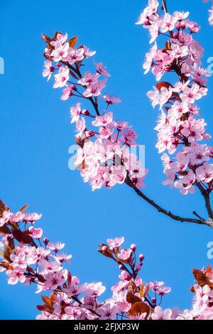 Prunus cerasifera Nigra, Kirschpflaume Myrobalan rosa Blüte Stockfoto