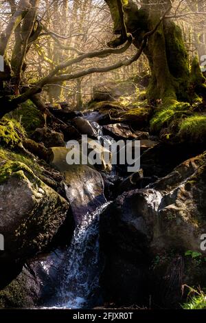 Geheimnisvoller Wald, bedeckt von Nebel mit hervorstehenden Sonnenstrahlen Stockfoto