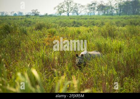 Ein-gehörntes Nashorn im Grasland von Nordostindien. Nashörner im Kaziranga-Nationalpark im indischen Bundesstaat Assam. Stockfoto