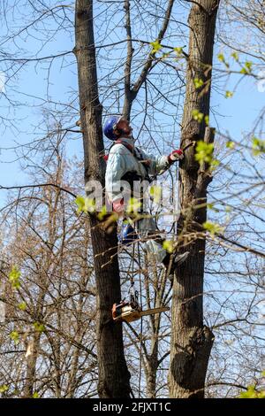 Moskau. Russland. 17. April 2021. Ein Arbeiter in einem Helm auf Seilen klettert einen Baum hinauf, um Äste zu trimmen. Verjüngung der Bäume. Die Arbeit der Stadtwerke Stockfoto