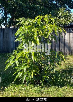 Junger und kleiner Mangobaum, der wächst. Mangoblätter, junge Triebe von Mangobäumen. Frische Blätter auf dem Baum. Stockfoto