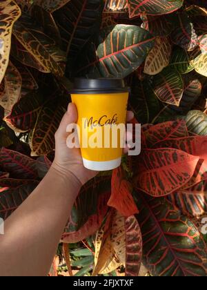 Person, die eine Tasse McCafe-Kaffee vom McDonalds Fast-Food-Restaurant gegen Blätter hält, Laubhintergrund für Frühling und Herbst. Stockfoto