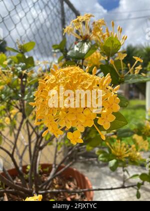 Schöne gelbe Ixoroideae Blüten. Garten blühende Pflanze Ixora. Es ist eine Gattung von blühenden Pflanzen aus der Familie Rubiaceae. Pflanze der Ixora coccinea Stockfoto