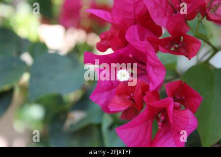 Schöne Bougainvillea blüht in voller Blüte während der Frühlingszeit. Nahaufnahme mit Pollenzentrum. Hintergrundunschärfe. Stockfoto