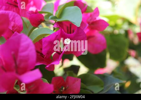 Schöne Bougainvillea Blume in voller Blüte während der Frühlingszeit. Nahaufnahme mit Pollenzentrum. Hintergrundunschärfe. Stockfoto