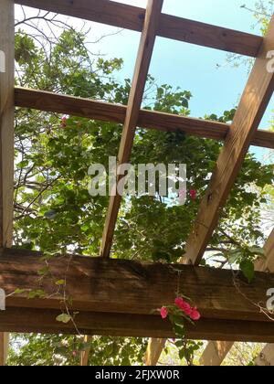 Terrasse im Freien Frühlingsgarten im Hinterhof des Hauses mit Blumen Und Reben wachsen aus Pergola Baldachin hölzernen Pavillon Stockfoto