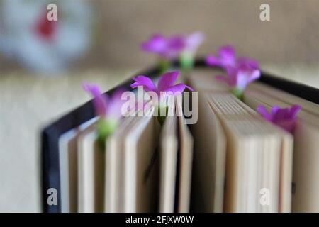 Seitenansicht von oben mit winzigen violetten Blumen zwischen den Seiten eines Buches mit verschwommenem Hintergrund. Stockfoto