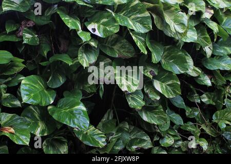 Großer Hintergrund von epipremnum aureum, auch Goldpothos oder Teufelsefeu an einem regnerischen Tag genannt. Stockfoto