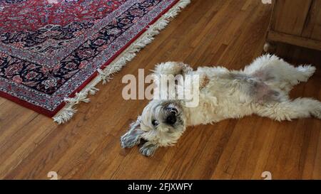 Ein fröhlicher, weich beschichteter Wheaten Terrier, ein reiner Brothund, der den Bauch auflegt und darauf wartet, dass ihn jemand auf einem Holzboden streichelt. Stockfoto