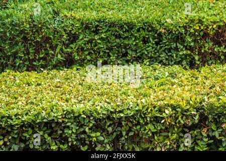 Ordentlich getrimmte Büsche im Sommer oder Herbst Park. Natur Hintergrund. Hintergrund des Kopierbereichs. Stockfoto