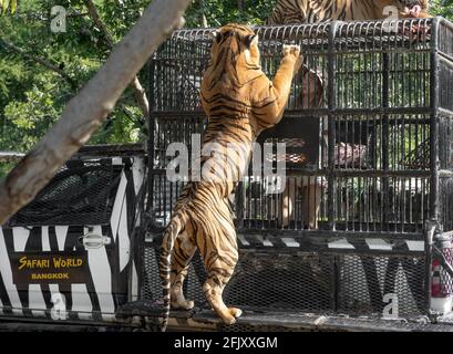 Bangkok, Thailand - 09. Dezember 2019 : das Mädchen füttert bengalische Tiger im Safari World Zoo. Stockfoto