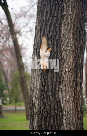 Grauhaarige schöne Eichhörnchen steigt vom Baum ab Stockfoto