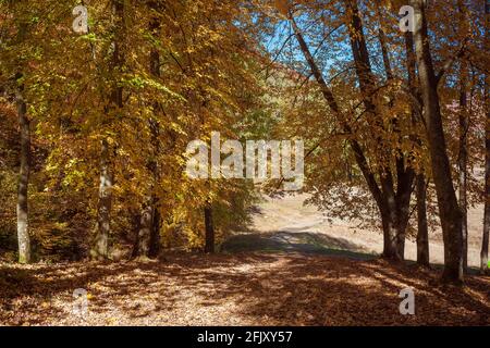 Waldlichtung am sonnigen Herbsttag. Stockfoto