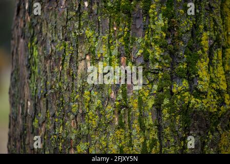 Sehr schöne Textur eines mit Moos bedeckten Baumes Stockfoto