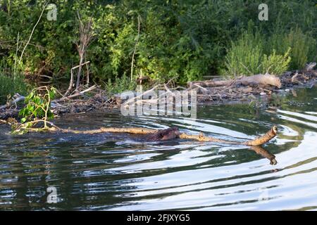 Biber (Castor canadensis) schwimmt durch den Teich und trägt den frisch geschnittenen Balsam-Pappelbaum-Ast vom Flussufer zum Damm (Populus balsamifera) Stockfoto