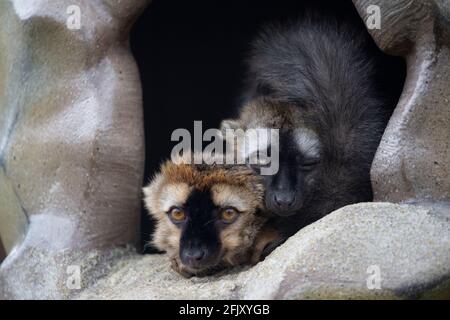 Zwei rote Lemuren (Eulemur rufifrons) Gemeinsam im Land der Lemuren im Calgary Zoo ausruhen Stockfoto