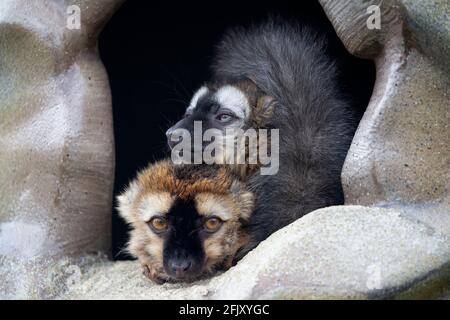 Zwei rote Lemuren (Eulemur rufifrons) Gemeinsam im Land der Lemuren im Calgary Zoo ausruhen Stockfoto