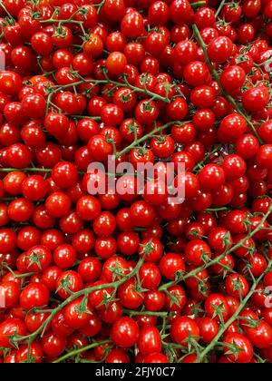 Frische Kirschtomaten auf dem Regal. Blick von oben Stockfoto