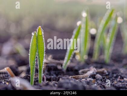 Morgentau auf Weizensprossen, die im Boden sprießen Stockfoto