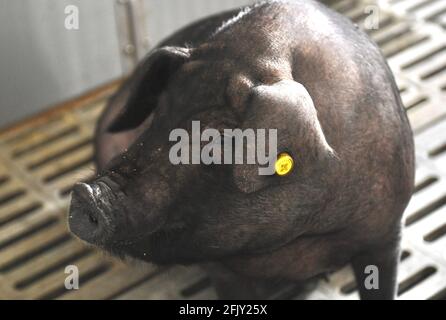 Jiaxing, China. April 2021. Die Blockchain- und 5G-Technologien werden am 26. April 2021 in der Schweineindustrie in Jiaxing, Zhejiang, China, eingesetzt.(Foto: TPG/cnsphotos) Quelle: TopPhoto/Alamy Live News Stockfoto