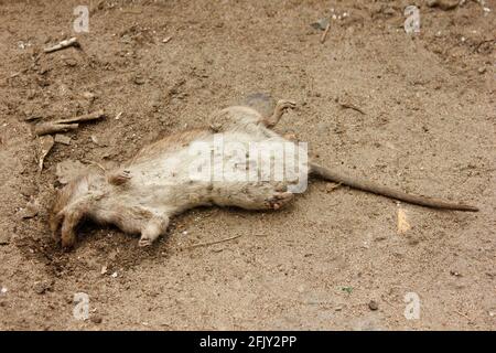 Der Körper einer toten grauen Ratte, nachdem sie von einem Vogel gefressen wurde. Rattus norvegicus in der Stadt Stockfoto
