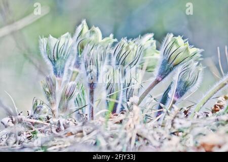 Die schöne, zarte gelbe Passblume (Pulsatilla vernalis) blühte im frühen Frühjahr. Erste Frühlingsblumen. Stockfoto