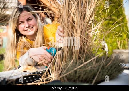 Junge blonde Frau schneidet Zebragras (Miscanthus sinensis zebrinus) oder Stachelschweingras im Garten zurück Stockfoto