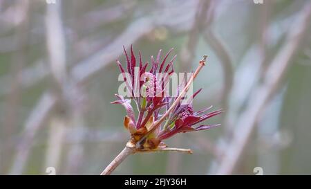 Rote Holunderbeere Zweig mit ersten Blättern. Im Frühjahr öffnen sich die Knospen. Stockfoto