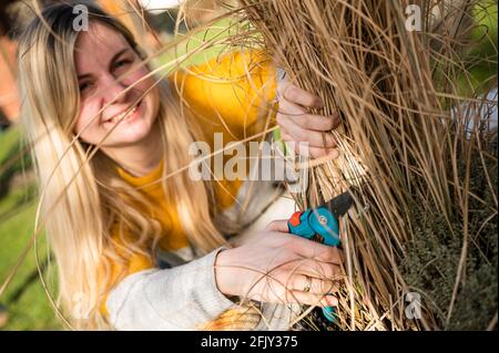 Junge blonde Frau schneidet Zebragras (Miscanthus sinensis zebrinus) oder Stachelschweingras im Garten zurück Stockfoto