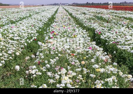 Ein Feld blühender weißer Gärten kultivierte Butterblumen. Israel Stockfoto